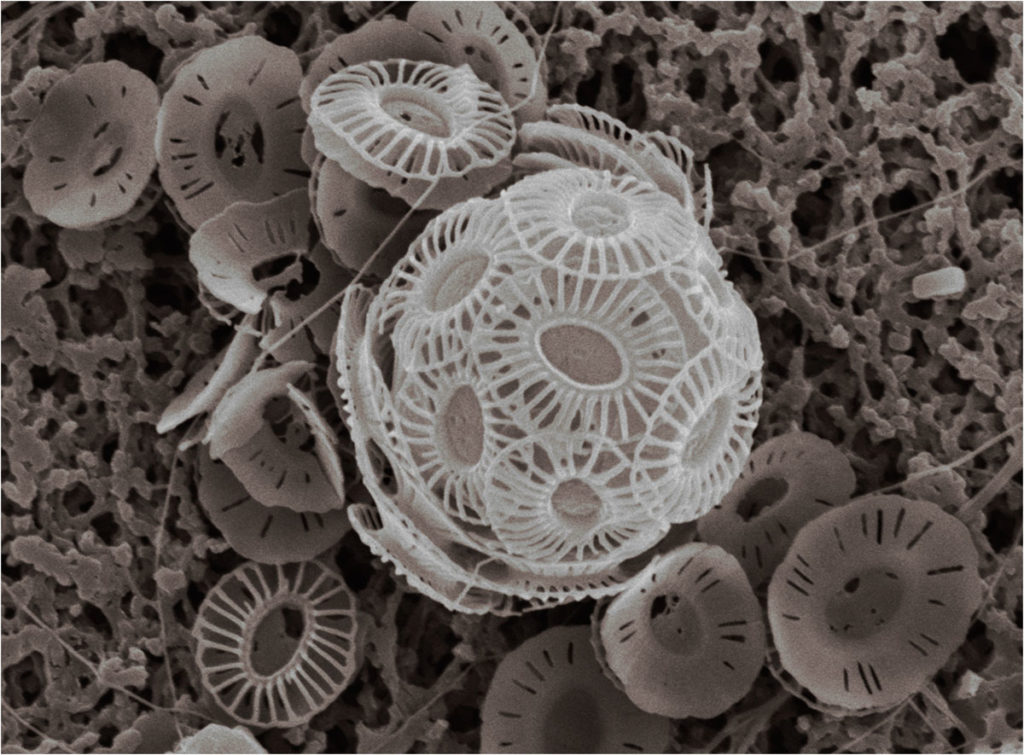 Esqueleto carbonatado de una célula de cocolitóforo