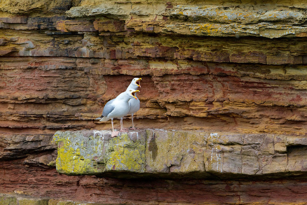 10. Duncansby Head argentea