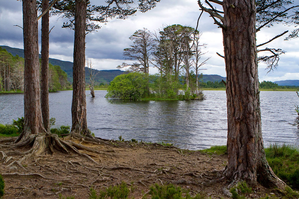 7. Loch Garten