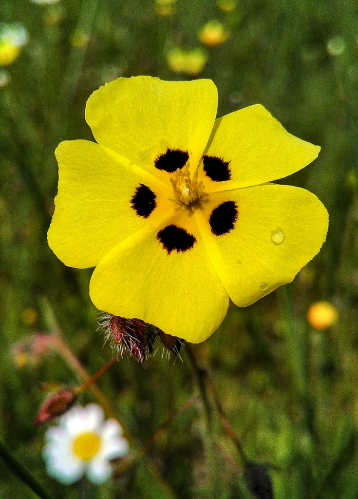 3.Tuberaria guttata