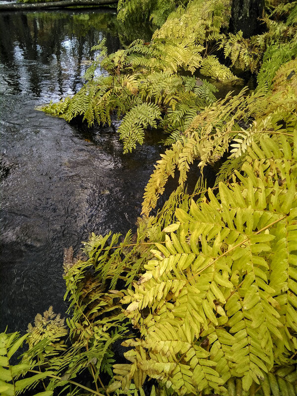 4.Osmunda regalis