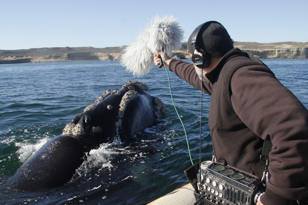 Ballena franca Patagonia 1