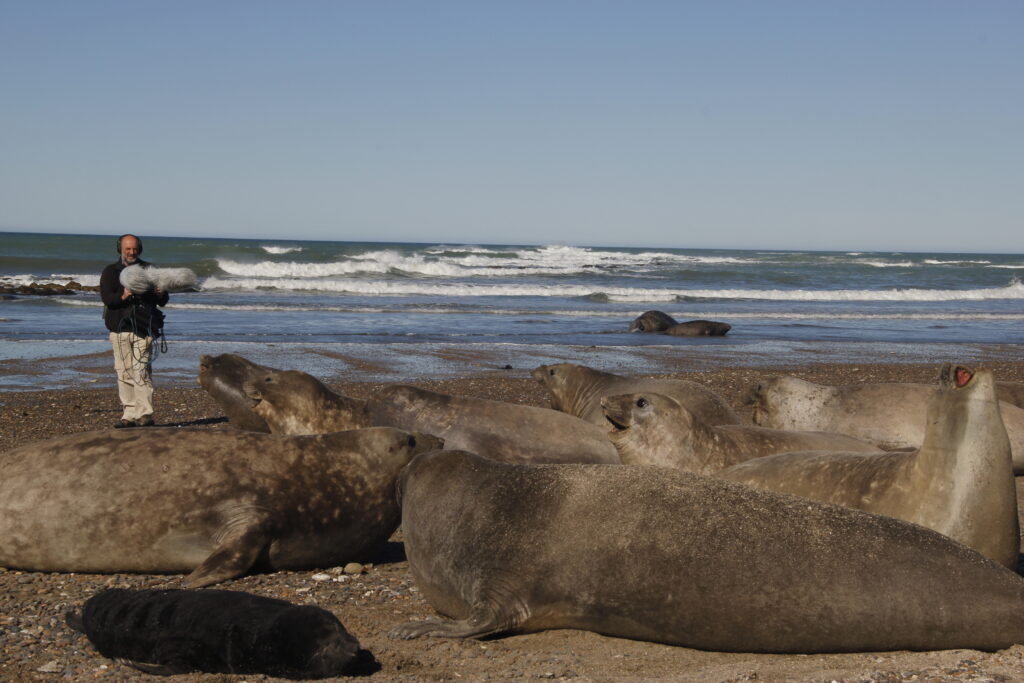 CdeH Elefantes marinos Patagonia