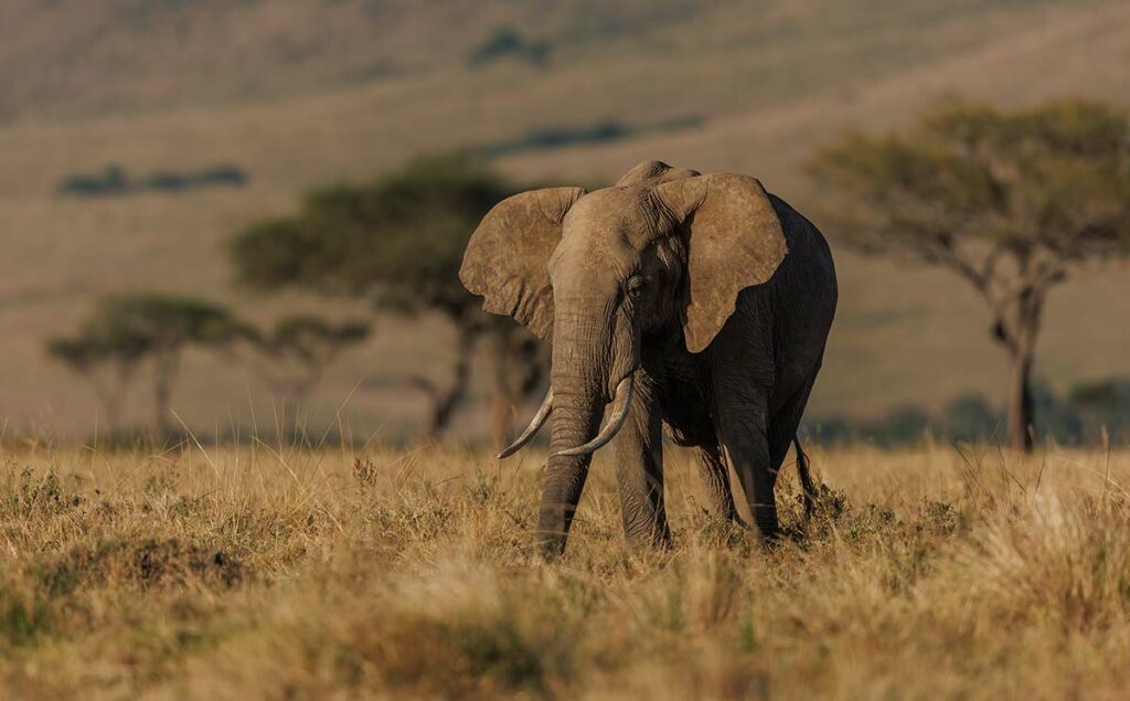 elefante safari kenia